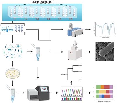 Identification of rare microbial colonizers of plastic materials incubated in a coral reef environment